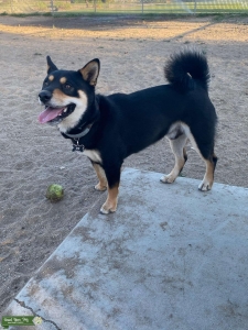 Tri colored shiba inu Listing Image
