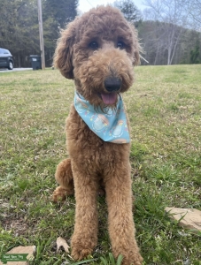 F1BB Goldendoodle Stud Listing Image