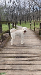 Golden doodle Stud Listing Image