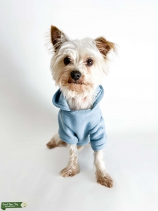 Morkie  Listing Image