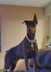 Red/Rust Doberman  Listing Image