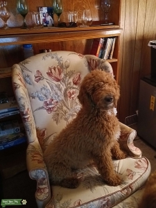 Apricot Standard Poodle Listing Image