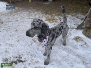 AKC/ACA Handsome Proven Merle Stud OFA hip/elbow/patella Final cert.  Doodle friendly! Listing Image
