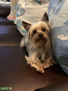 Pure Bred Yorkshire Terrier for Stud - VA Listing Image
