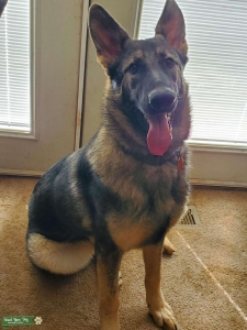 German shepherd stud Listing Image