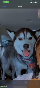 White and Black Husky Listing Image