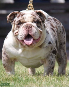 Chocolate Tri Merle Listing Image