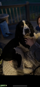 English Springer Spaniel Listing Image