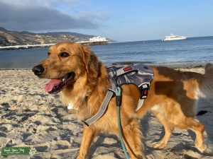 GOLDEN RETRIEVER Listing Image