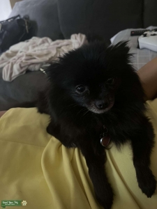 Female Black Teaup Pomeranian  Listing Image