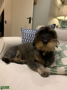 Wire Haired Dachshund  Listing Image