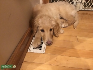 Wanna Puppy Listing Image