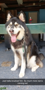 Husky Mutt (Great Breeds) Listing Image