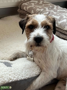 Parsons Russell Terrier Listing Image