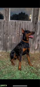 Black and rust European Doberman  Listing Image