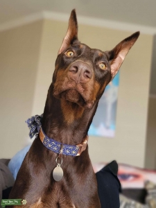 AKC female seeking stud Listing Image
