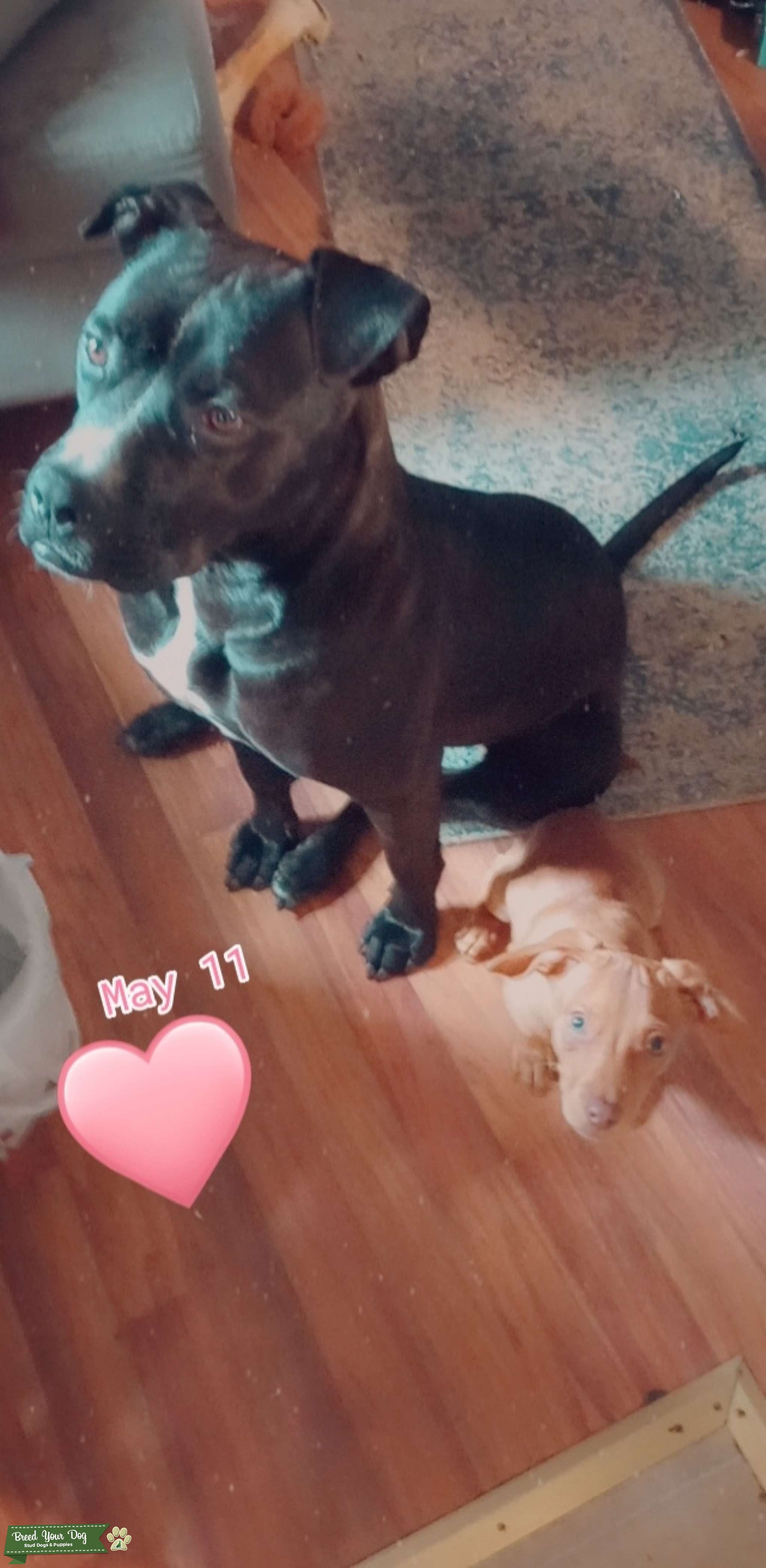 American Pitbull Stud Dog in Virginia , the United States Breed