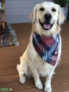 Handsome English Cream Golden Retriever  Listing Image