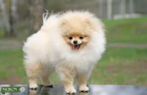 AKC Ukrainian import Pomeranian Stud Listing Image