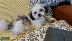 Sweet Shih Tzu looking for Stud Listing Image