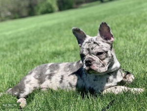 Blue Merle looking for Female Listing Image