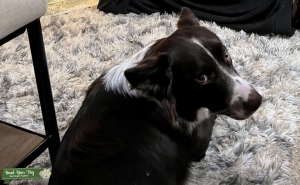 Border collie mix stud available  Listing Image