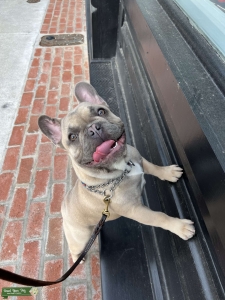 Lilac Fawn French bulldog Listing Image