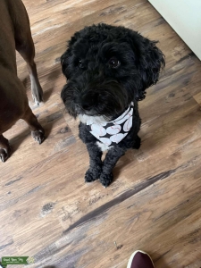F1 Mini Aussiedoodle  Listing Image