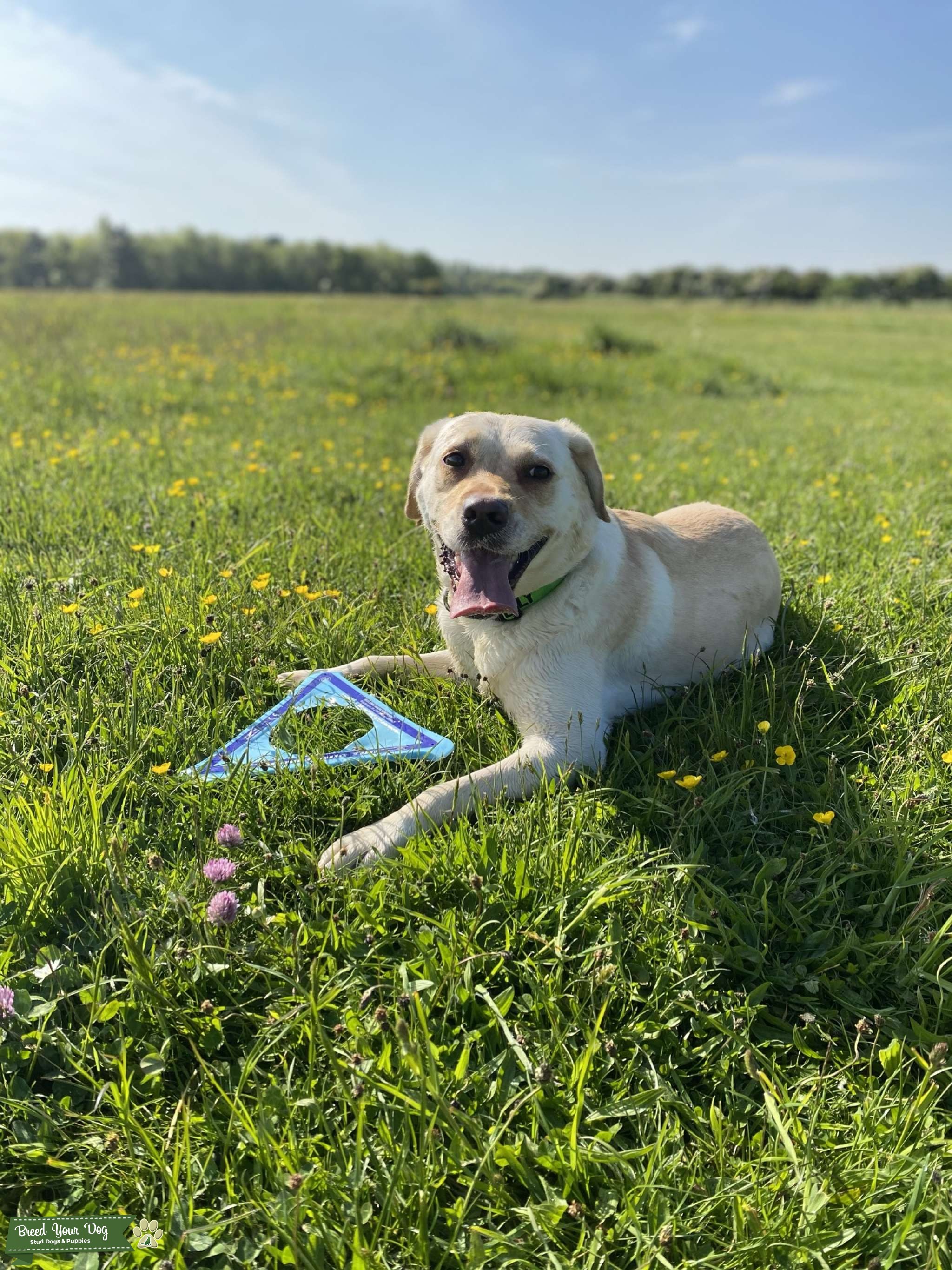 Female Labrador looking for stud north east area Stud Dog in South