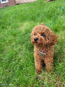 Red Toy Poodle Female Listing Image