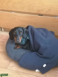 Dacshund male for stud in South London  Listing Image