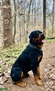 GORGEOUS GERMAN ROTTWEILER AXEL  Listing Image