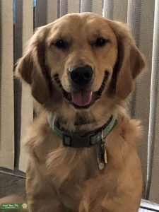 Sweet girl looking for stud Listing Image