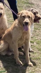 Labradoodle/Mom parti labradoodle&Dad red lab! Listing Image