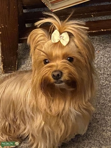 Golddust Yorkie looking for a Stud Listing Image