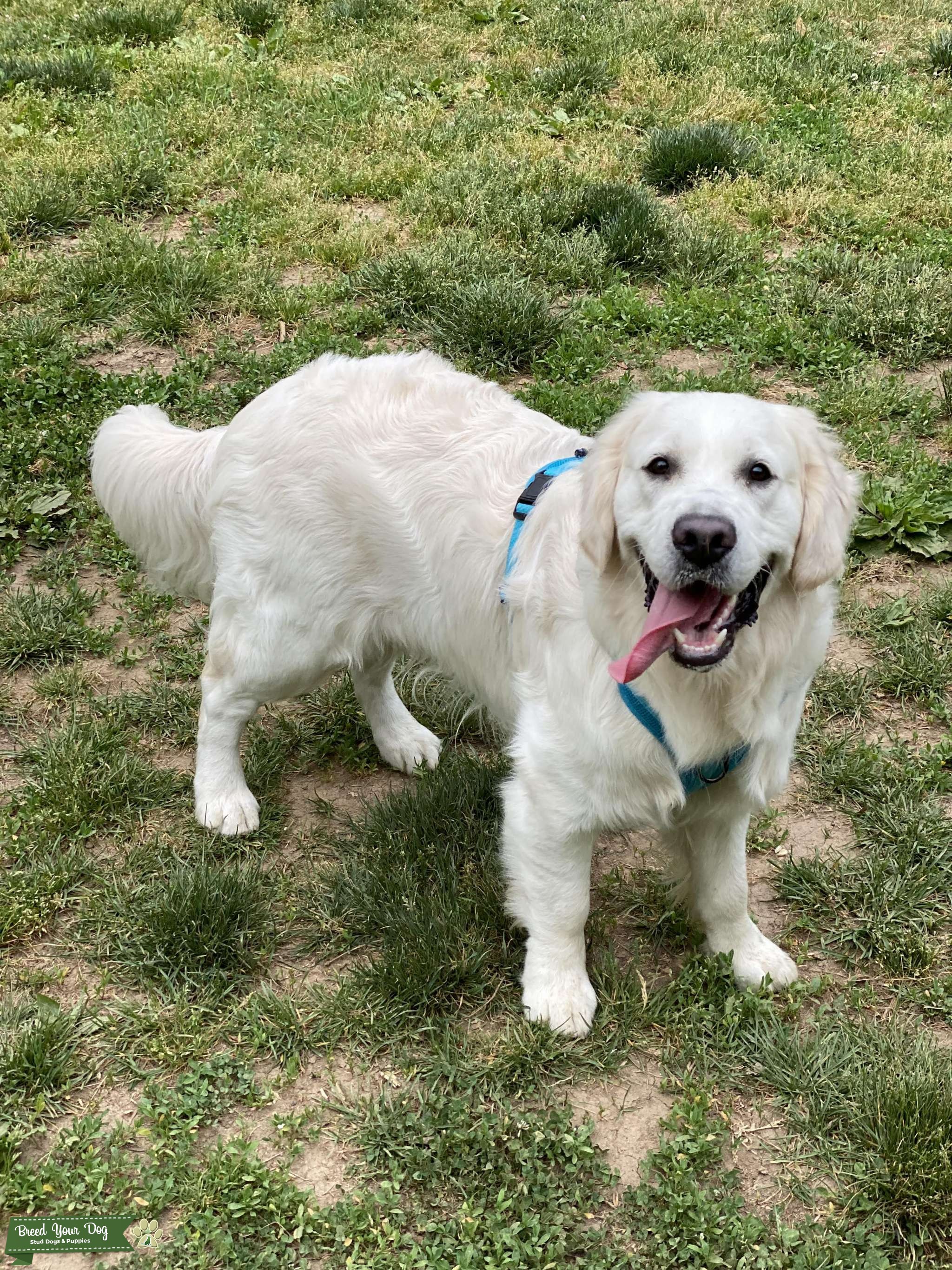 English Cream Golden Retriever Stud Dog in DC, the United States