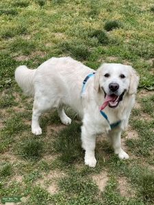 English Cream Golden Retriever Listing Image