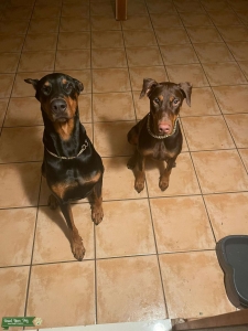 European Red Doberman looking for fawn or red stud Listing Image