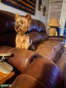 AKC Yorkshire Terrier (Blue & Gold) Listing Image