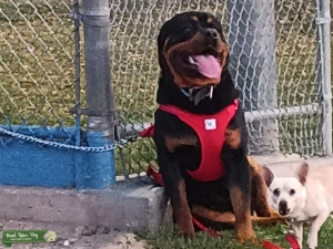 German Rottweiler stud Listing Image