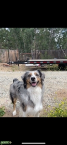 Mini Australian Shepard Listing Image