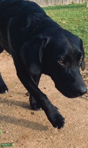 Labrador Retriever/ Beagle Mix (Beagador) Stud Listing Image