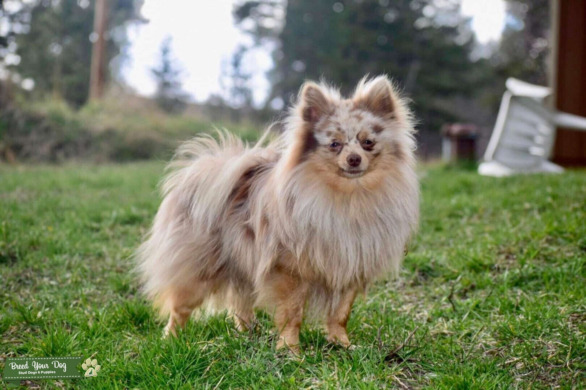 Chocolate Merle Pomeranian Stud Dog Us Breed Your Dog