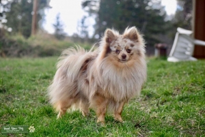 Chocolate Merle Pomeranian  Listing Image