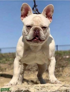 Proven French Bulldog Stud “Titan”  Listing Image