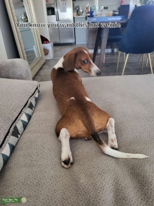 Weenie stud Listing Image