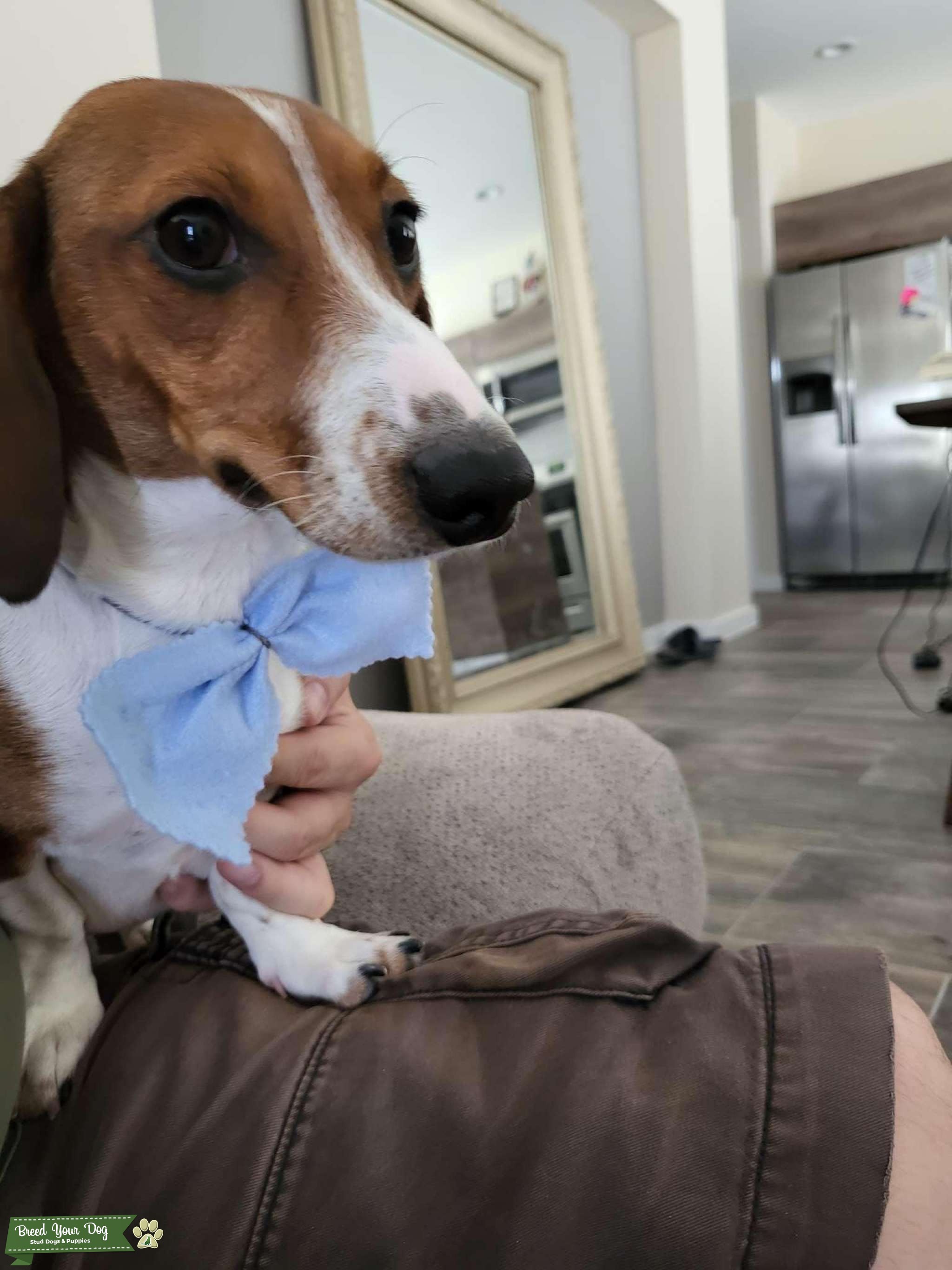 Weenie stud Stud Dog in TX, the United States Breed Your Dog