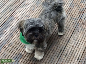 Stud dog Listing Image