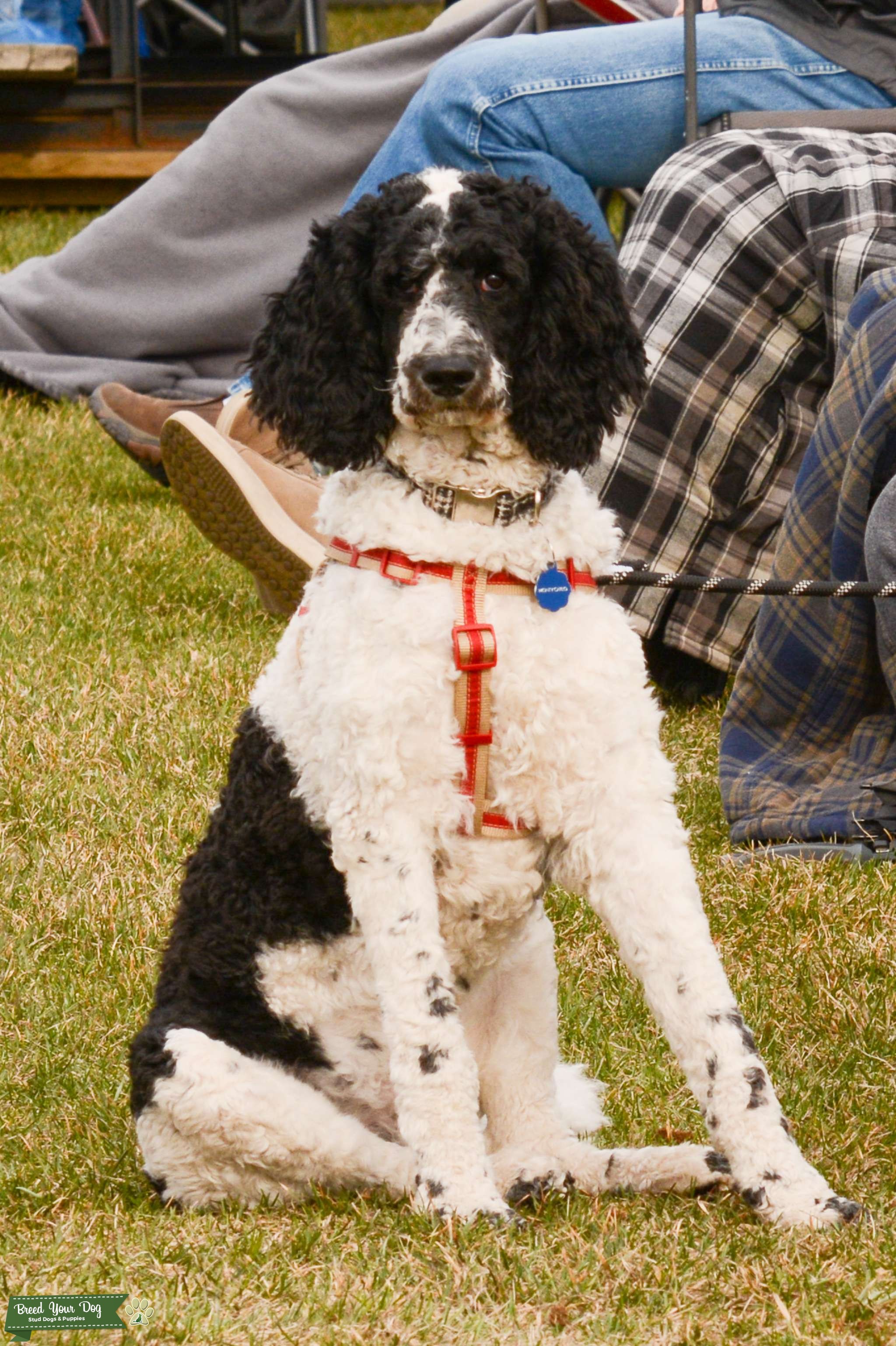 Pardi Standard Poodle Stud Dog Sherwood Park Alberta Breed Your Dog