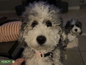 Tri-color mini bernedoodle Listing Image